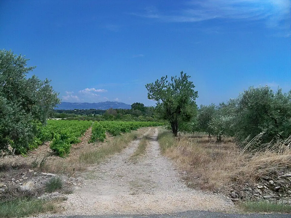Vignes oliviers Vaucluse Provence