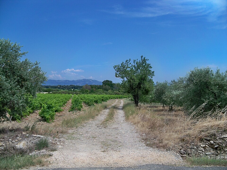 Vignes oliviers campagne Vaucluse Provence