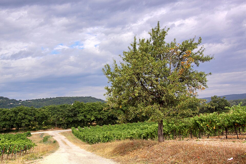 Vignobles Côtes-du-Rhône paysage Vaucluse