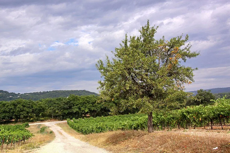 Vignobles Côtes-du-Rhône paysage Vaucluse